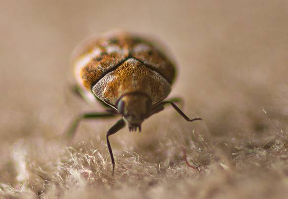 Équipe Anthrene Traitement